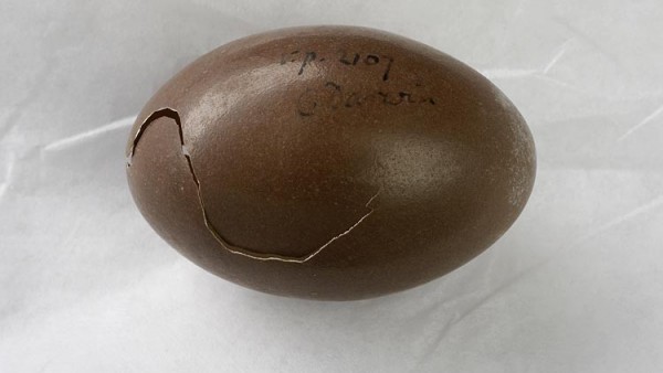 Tinamou Egg Tinamou Egg