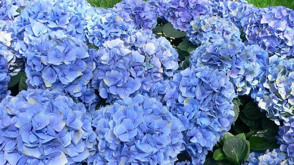 Hortensia Hortensia