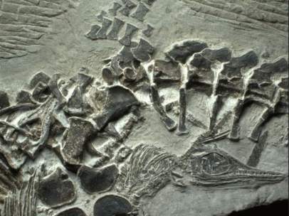 Fósil de ictiosaurio.