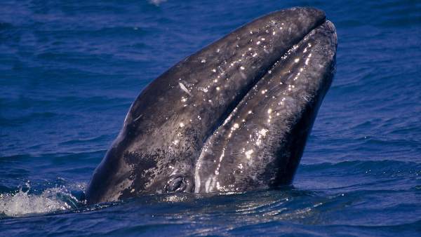 Ballena Ballena