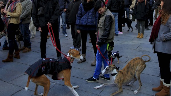 Galgos Galgos