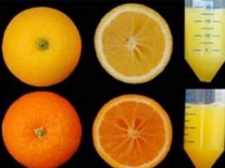 Naranjas con más antioxidantes