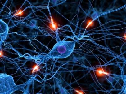 Actividad neuronal