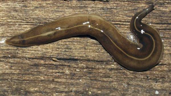 Una especie invasora de gusanos del Pacífico amenaza a los caracoles europeos Una especie invasora de gusanos del Pacífico amenaza a los caracoles europeos