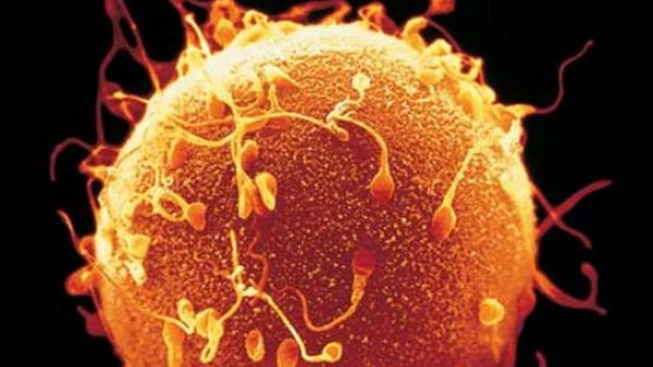 Óvulo y espermatozoides Óvulo y espermatozoides