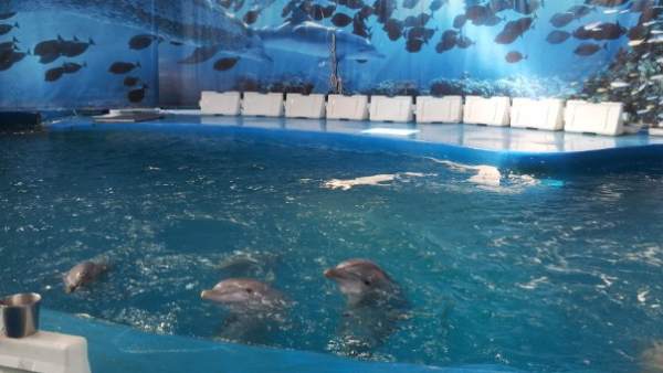 Dofins al Zoo de Barcelona Dofins al Zoo de Barcelona