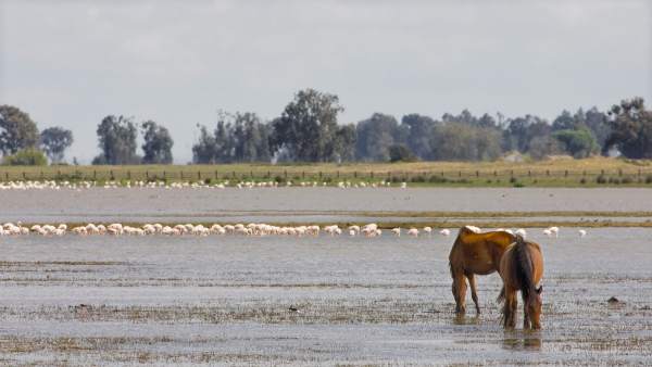 Doñana Doñana