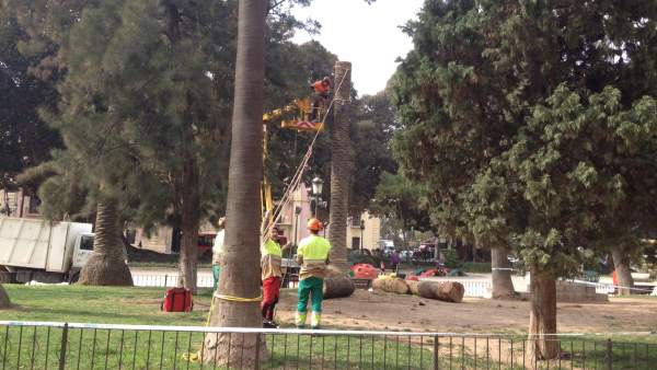 Palmera talada por picudo Palmera talada por picudo