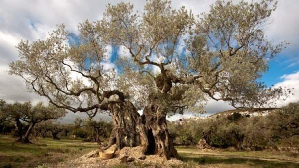 Olivos Milenarios del Sénia Olivos Milenarios del Sénia