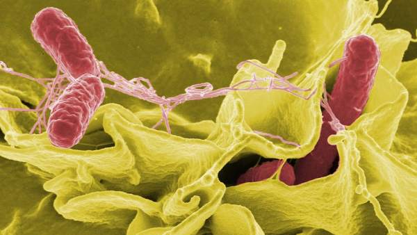 Bacterias Bacterias