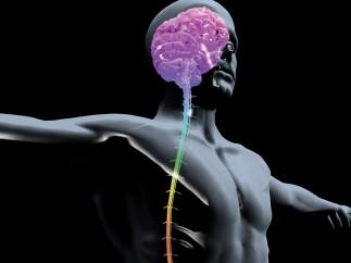 Cerebro humano