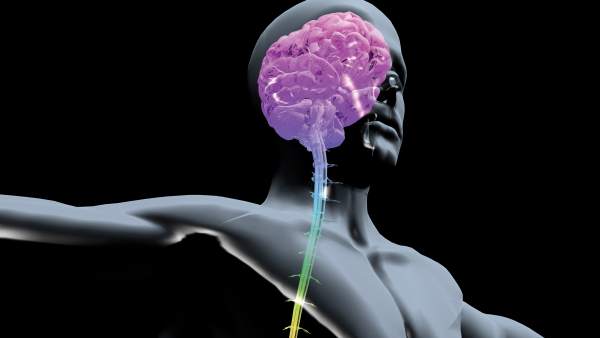Cerebro humano Cerebro humano