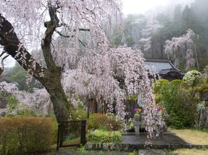 Cerezos en flor en Japón