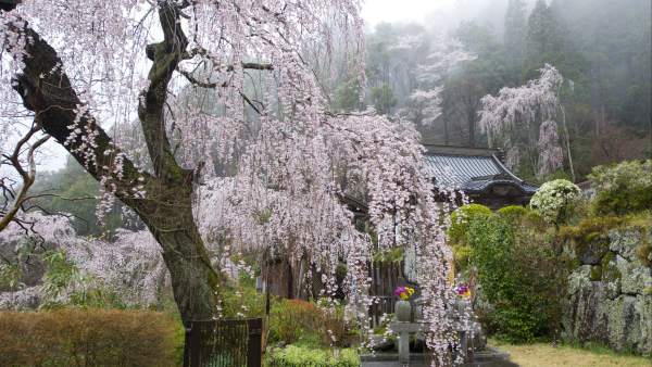 Cerezos en flor en Japón Cerezos en flor en Japón