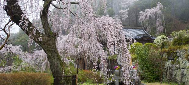 Cerezos en flor en Japón