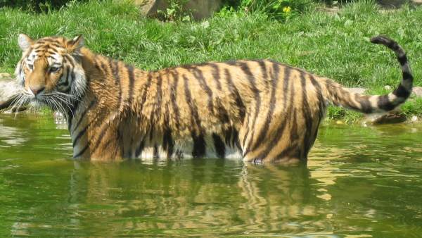Tigre siberiano Tigre siberiano