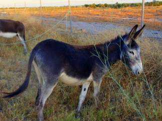 Burros.