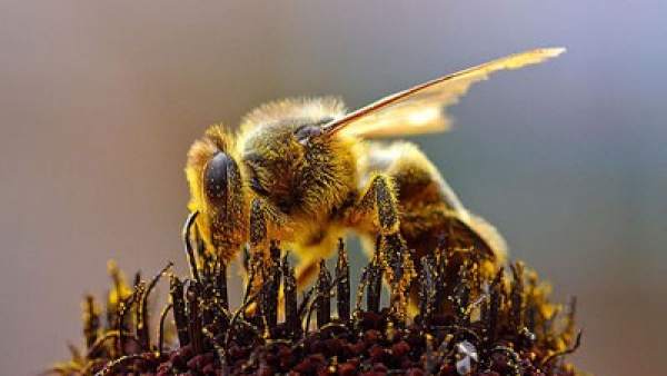 Abeja Abeja