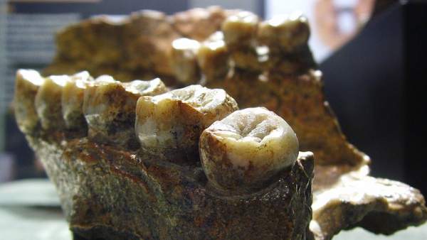 Dentadura del Homo erectus Dentadura del Homo erectus