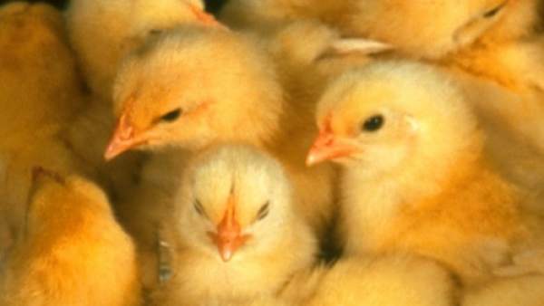 Pollos Pollos