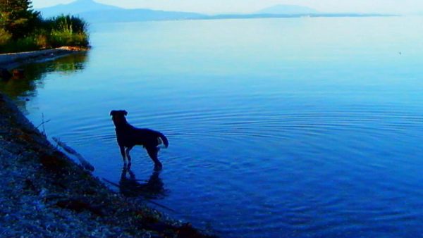 Godard Godard