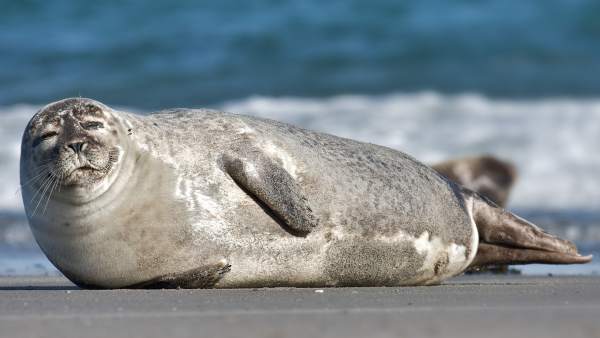 Foca común Foca común