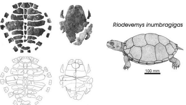 Encuentran en Teruel el fósil de una nueva especie de tortuga Encuentran en Teruel el fósil de una nueva especie de tortuga