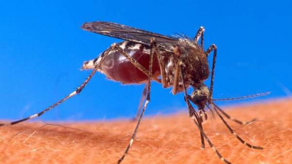 Mosquito Aedes aegypti Mosquito Aedes aegypti