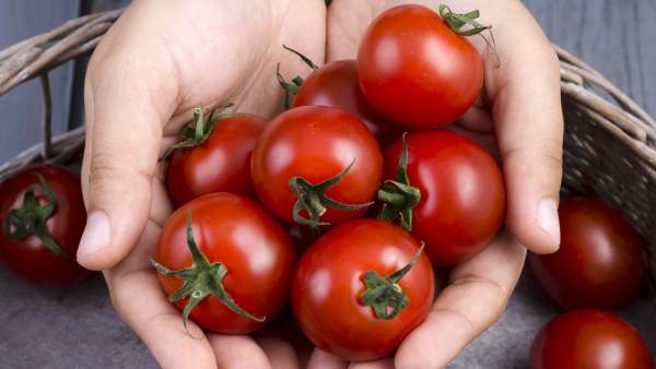 Tomates Tomates