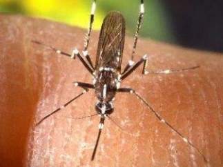Mosquito tigre