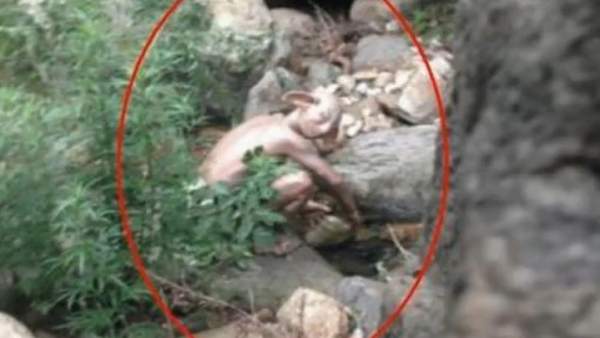 Falso 'Gollum' Falso 'Gollum'