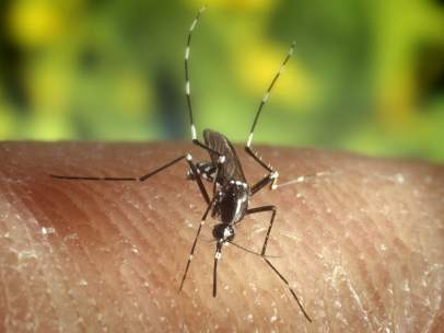 Mosquito tigre
