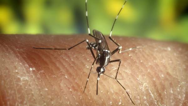 Mosquito tigre Mosquito tigre
