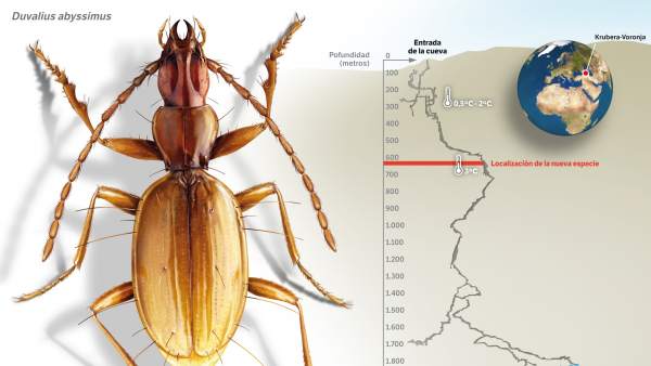 Nueva especie de escarabajo Nueva especie de escarabajo