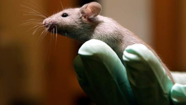 Ratón de laboratorio Ratón de laboratorio
