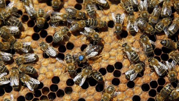 Abejas Abejas