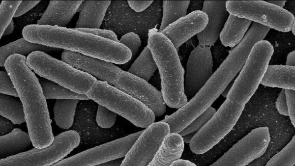 Bacteria en el intestino humano Bacteria en el intestino humano
