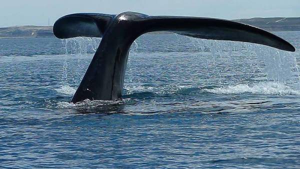 Ballena en Península Valdés, en Argentina Ballena en Península Valdés, en Argentina