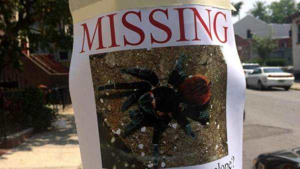 Tarántula perdida en Nueva York Tarántula perdida en Nueva York