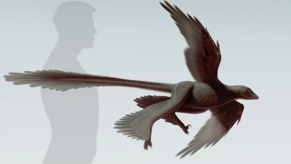 Changyuraptor yangi Changyuraptor yangi