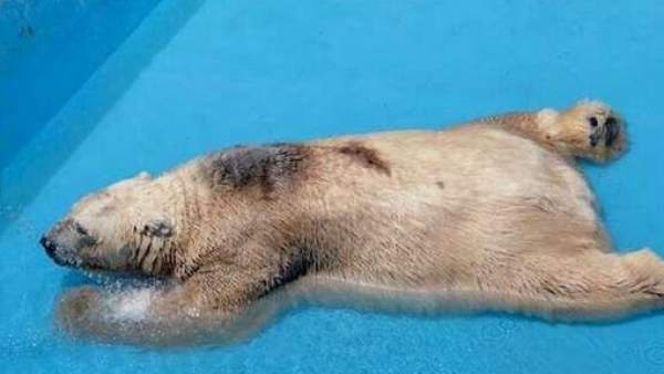 Oso polar Arturo Oso polar Arturo