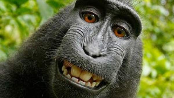 Selfie macaco Selfie macaco