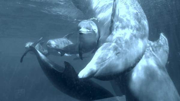 Más delfines para el zoo de Madrid Más delfines para el zoo de Madrid