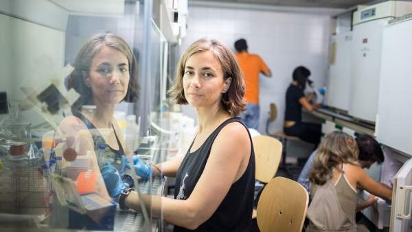 El equipo de Cristina Sánchez tiene su laboratorio en la Facultad de Biología de la Universidad Complutense de Madrid. El equipo de Cristina Sánchez tiene su laboratorio en la Facultad de Biología de la Universidad Complutense de Madrid.