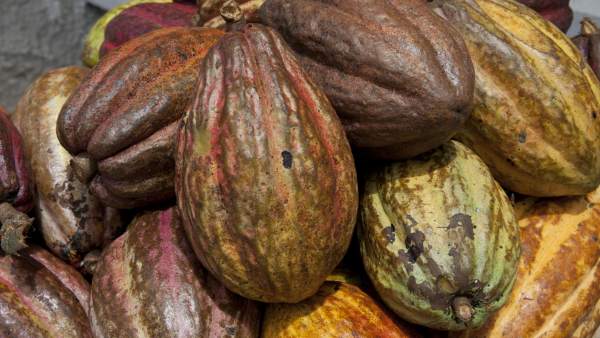 Cacao Cacao