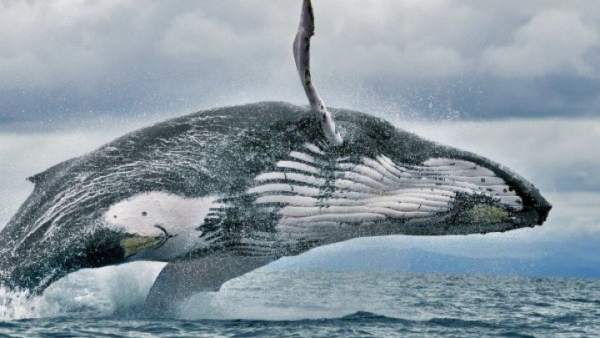 Ballenas en el Pacífico de Panamá
Ballenas en el Pacífico de Panamá