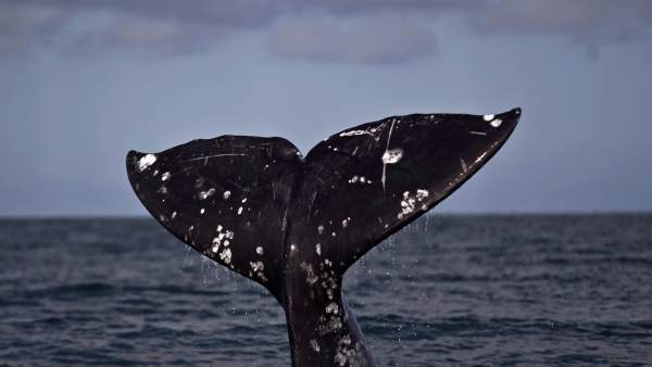 Océano y ballena Océano y ballena