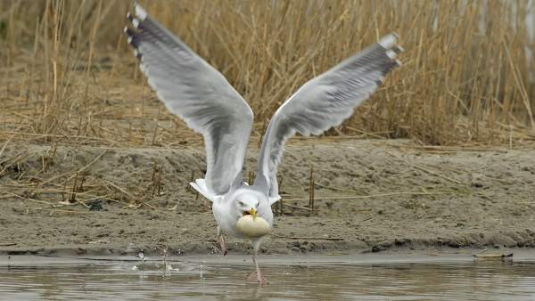 Gaviota Gaviota