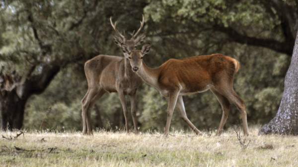 Uno de los bosques mejor conservados de Europa Uno de los bosques mejor conservados de Europa