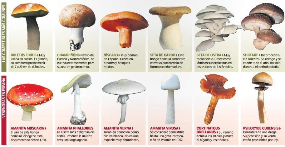 Resultado de imagen de SETAS